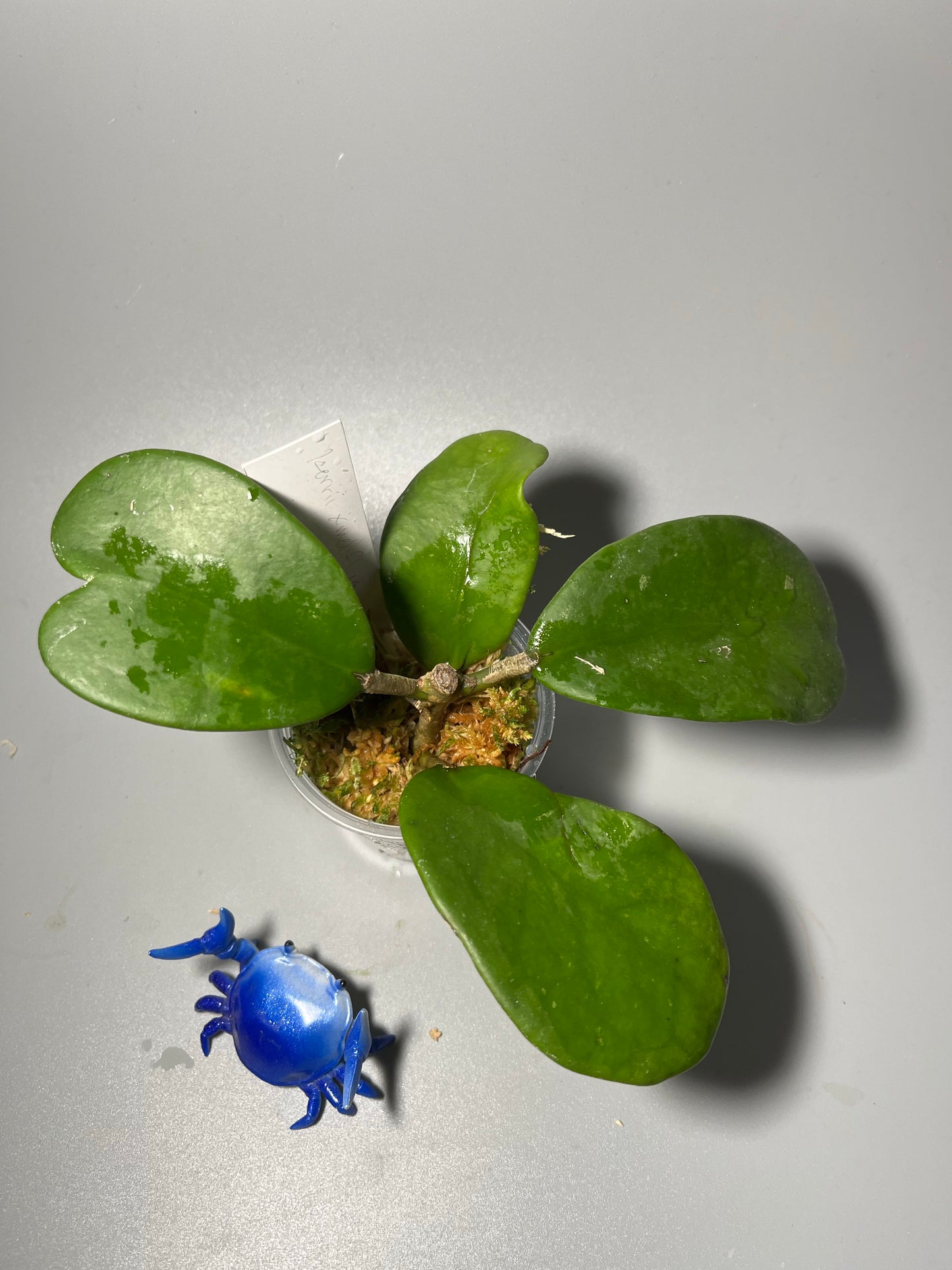 Hoya kerrii x meliflua - has roots