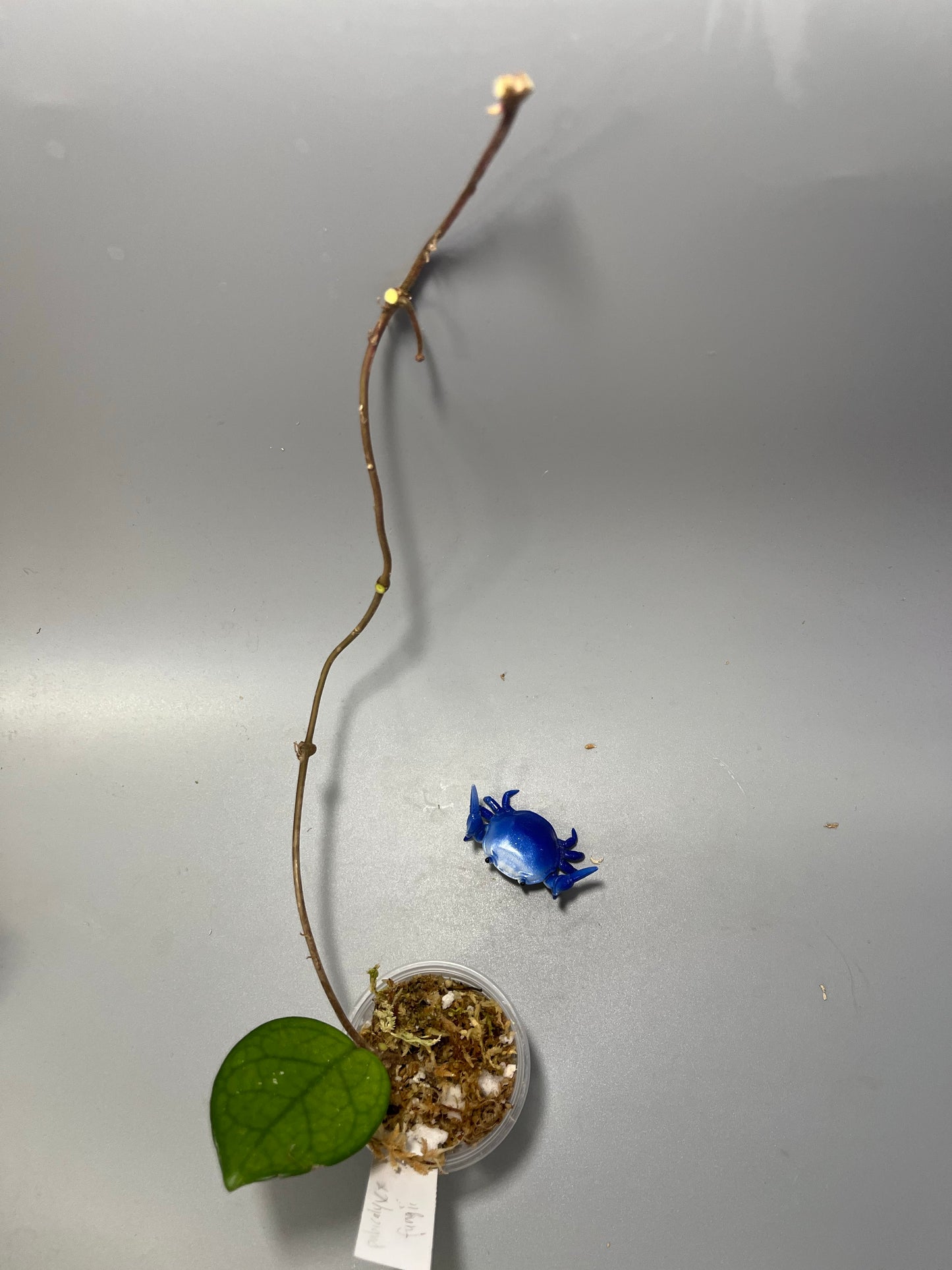 Hoya fungii x pubicalyx - Unrooted