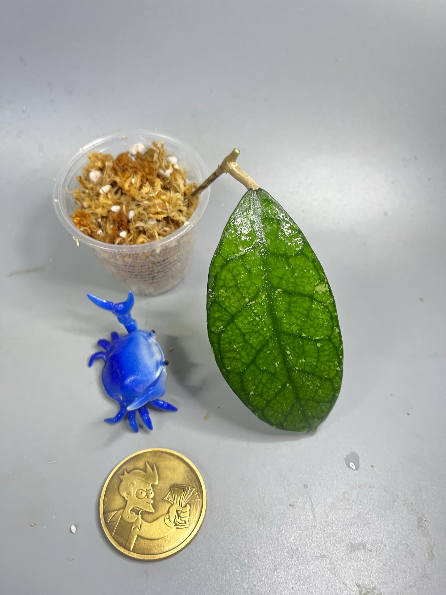 Hoya kalimantan hard leaves - Unrooted