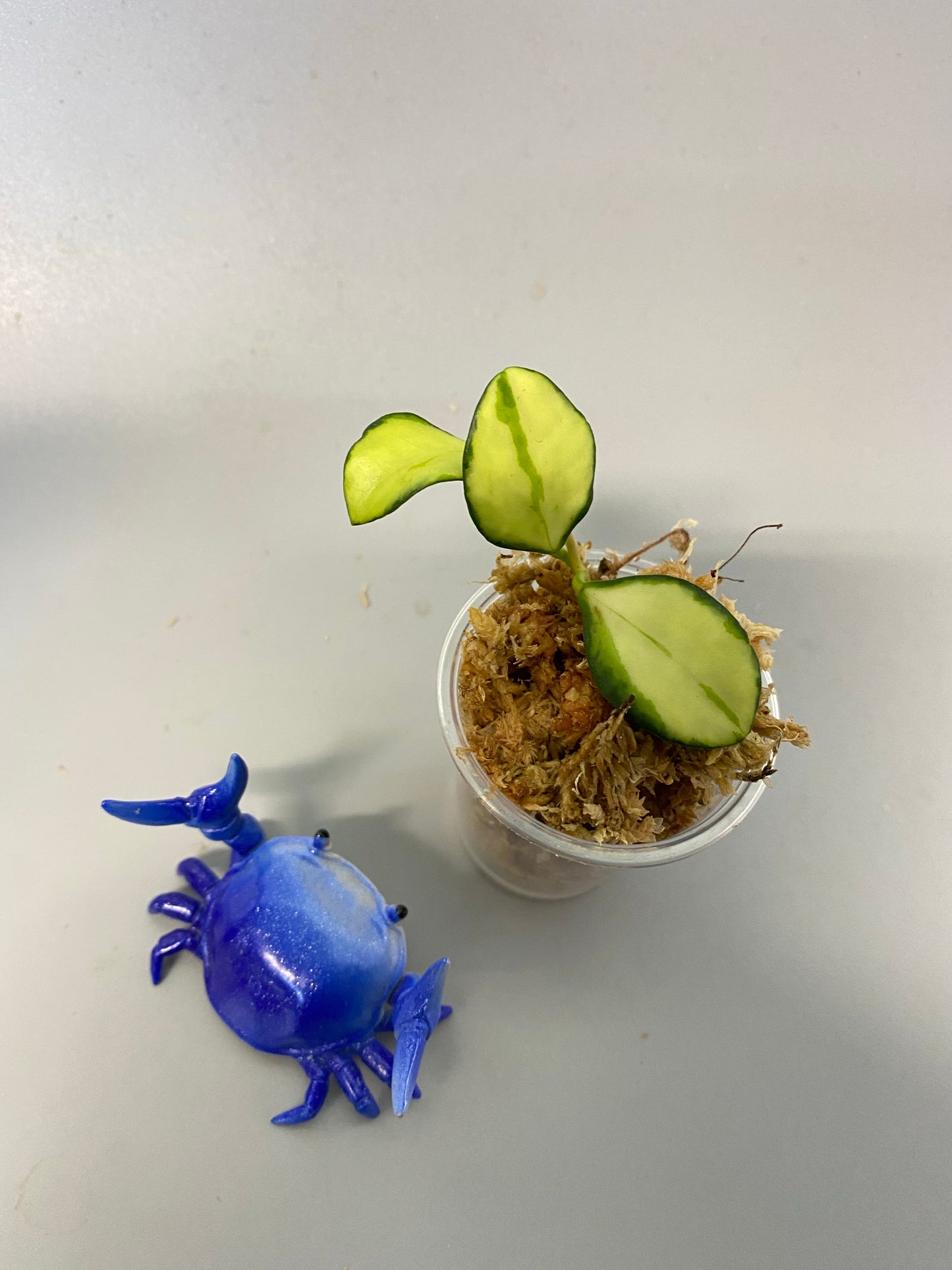 Hoya heuschkeliana variegated - 3 nodes unrooted