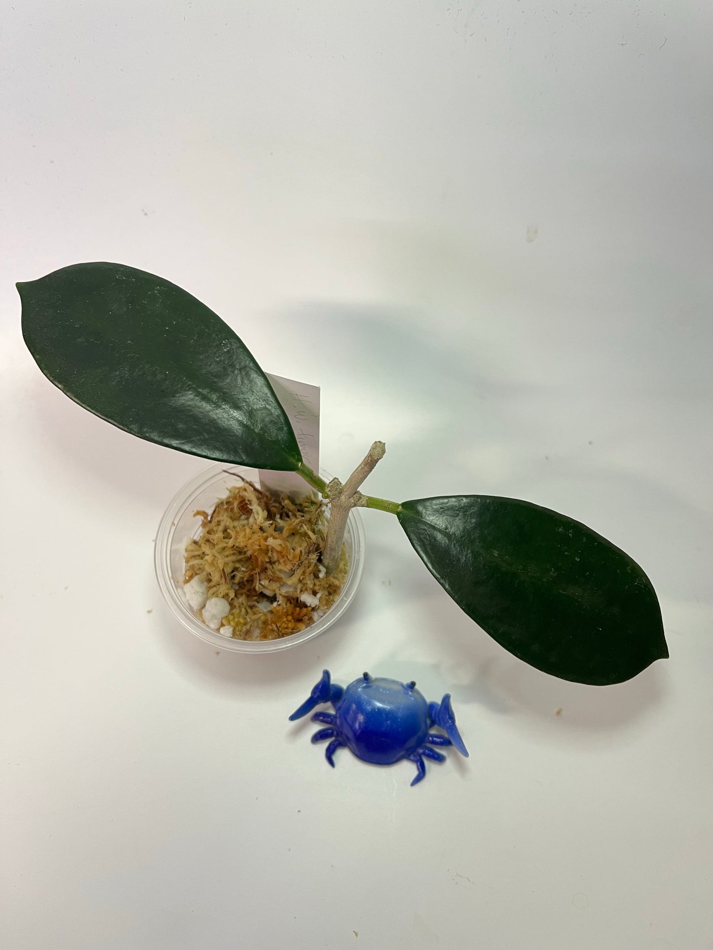 Hoya UT-036 West Timor - Unrooted