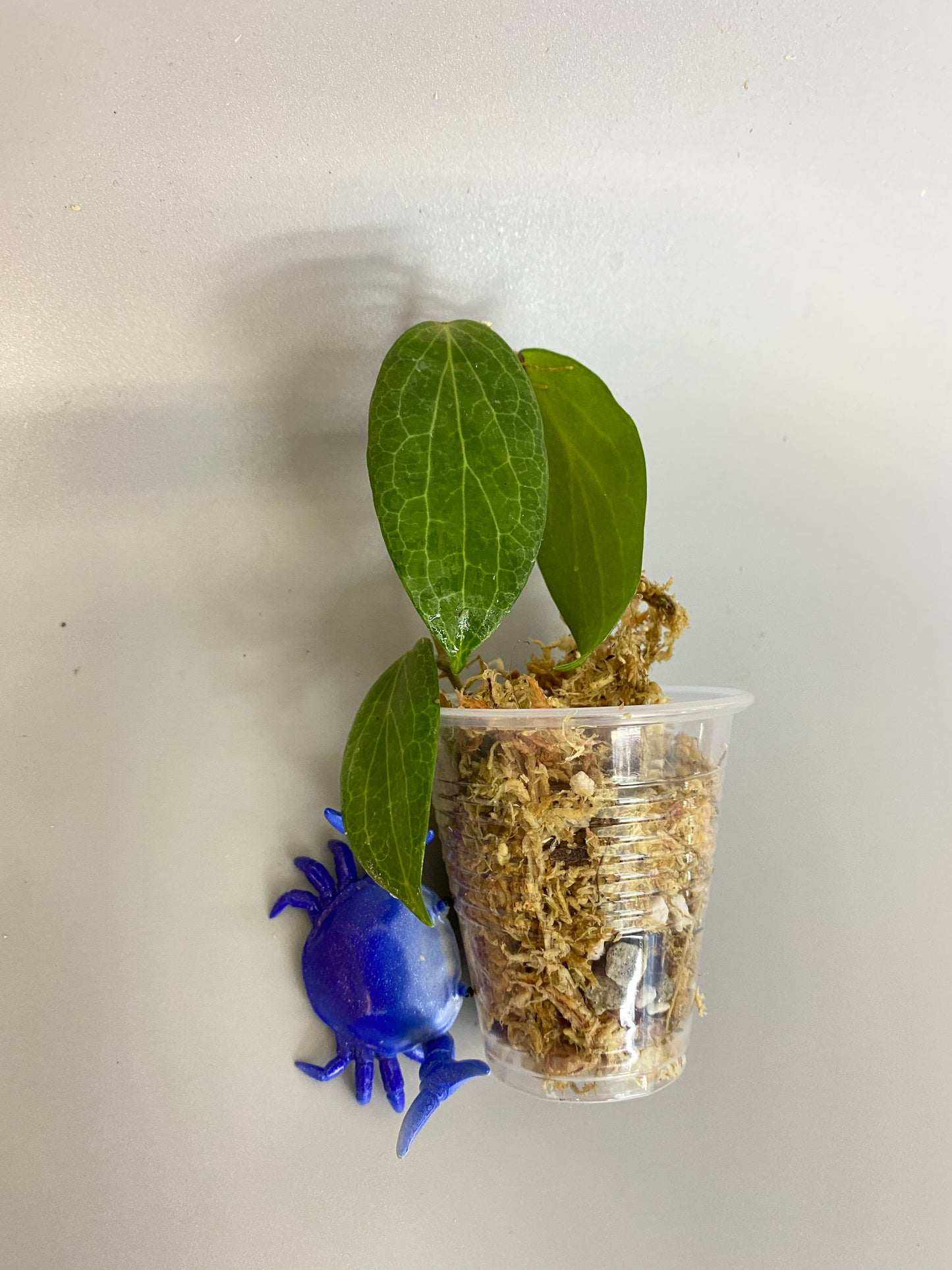 Hoya fitchii - orange - unrooted