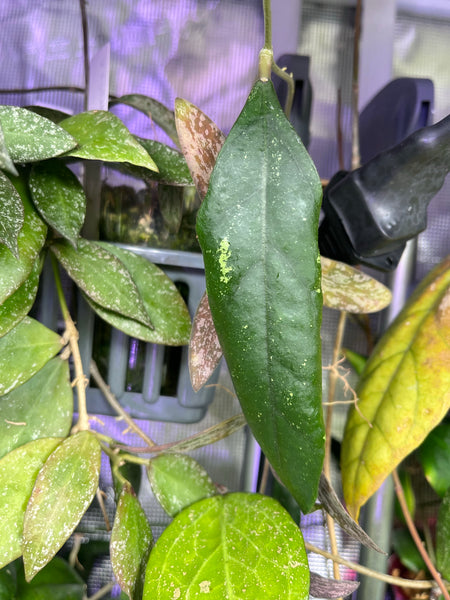 Hoya sp limbang - fresh cut 1 leaf/node - unrooted