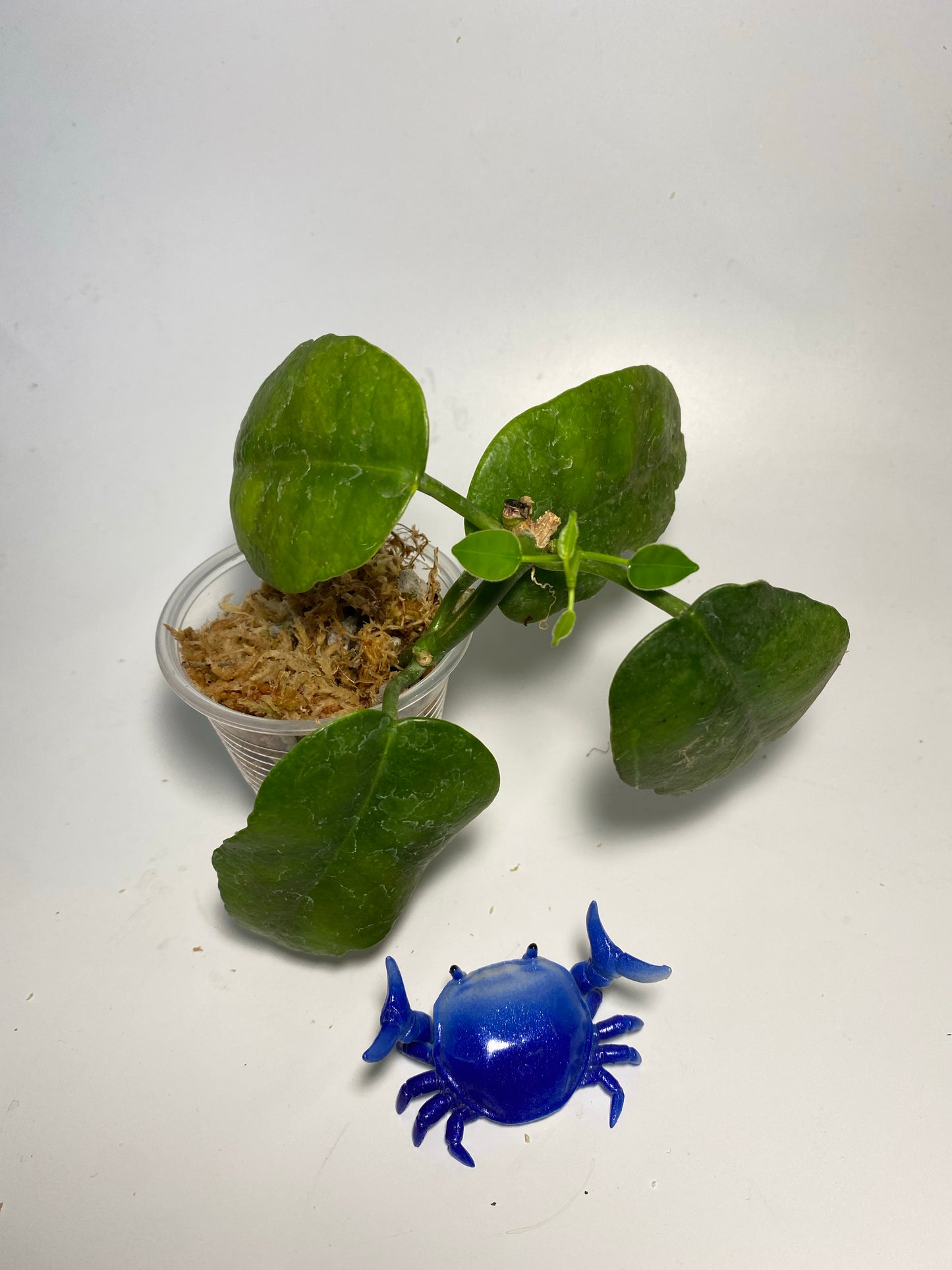 Hoya ariadna - active growth