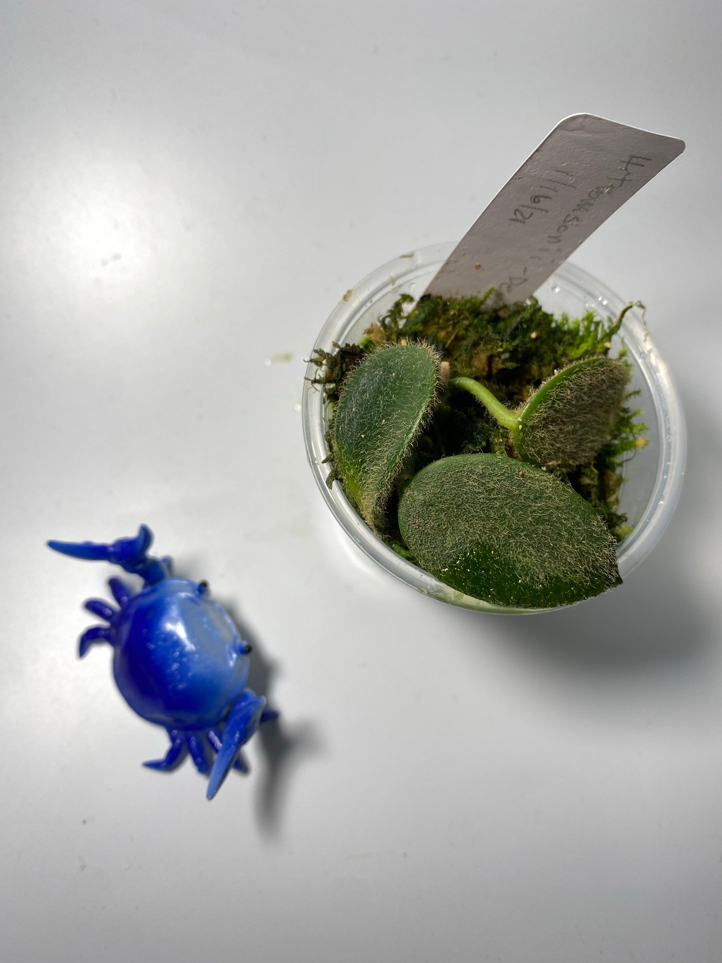 Hoya thomsonii - rooted