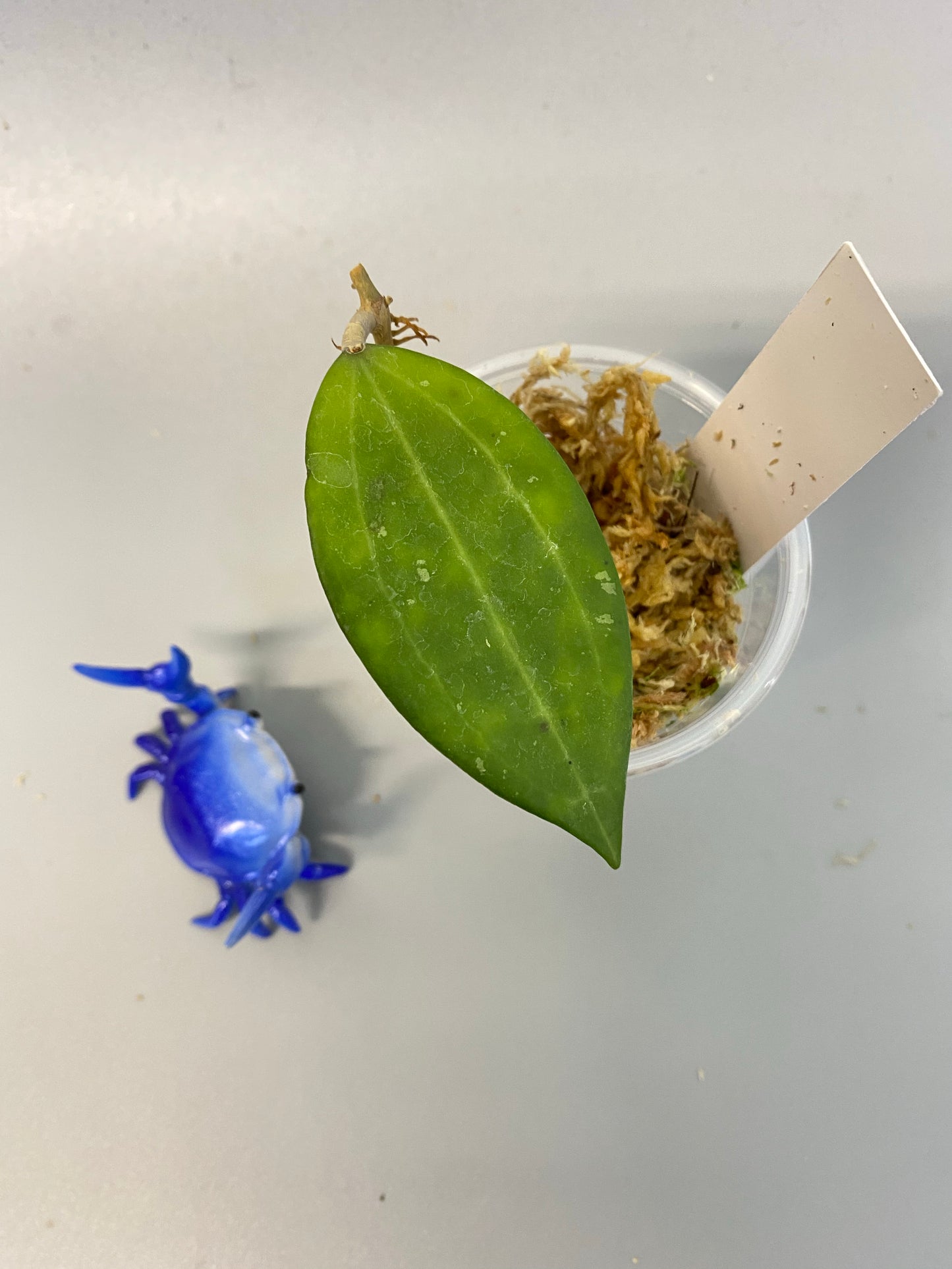 Hoya Hanhiae pink - has some roots