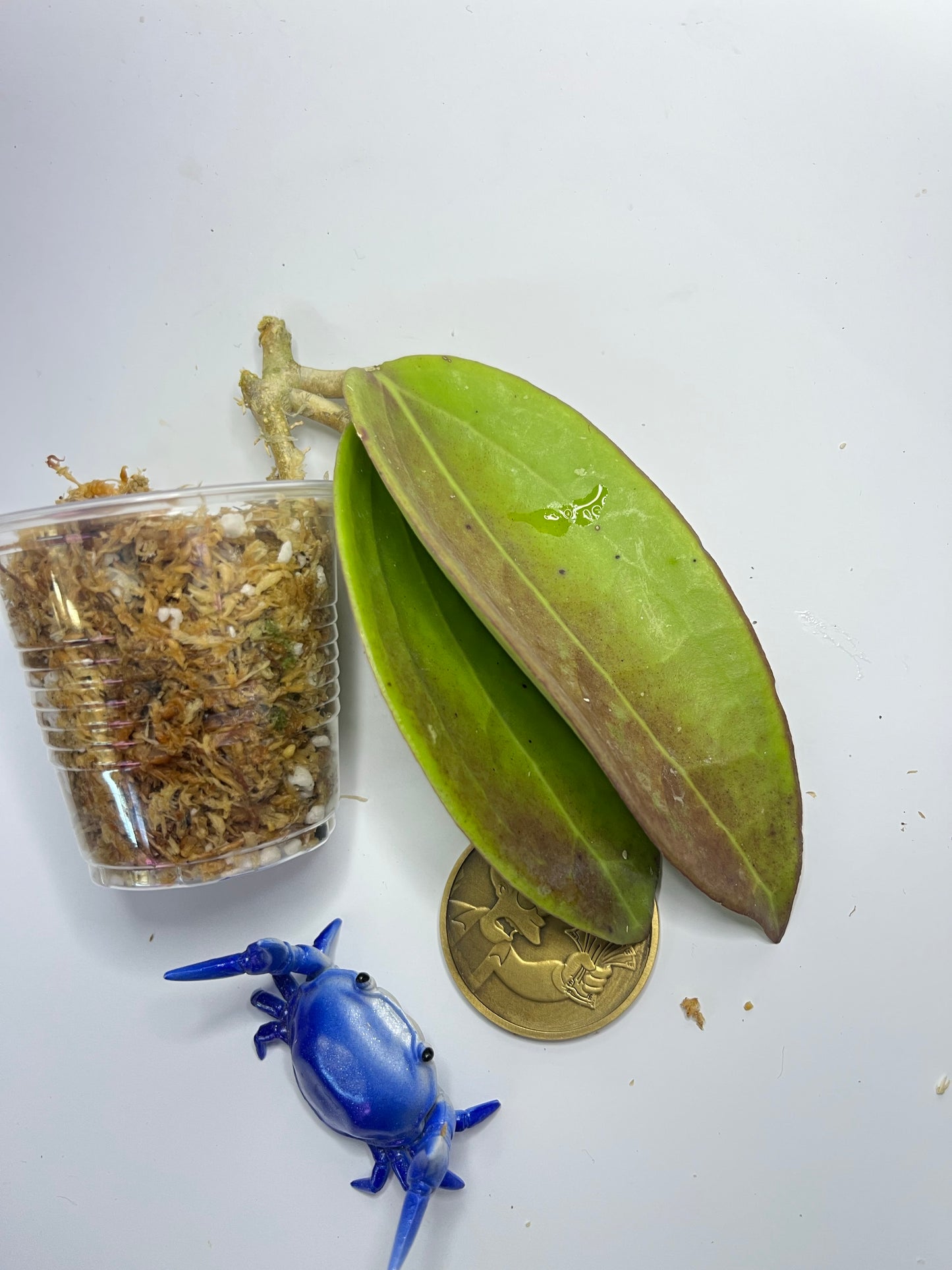 Hoya cinnamomifolia x unknown hybrid - Unrooted