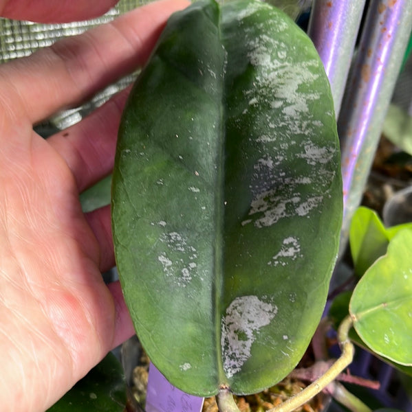 Hoya fauziana sp angulata - 1 node / 1 leaf - Unrooted