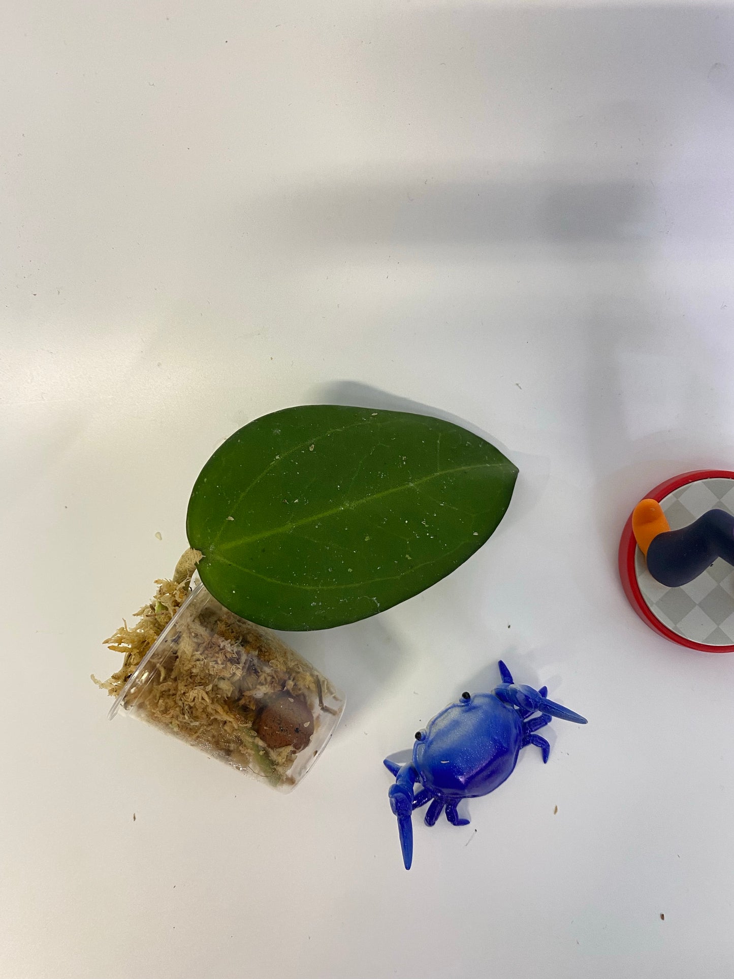 Hoya patcharawalai / Icensis - Unrooted