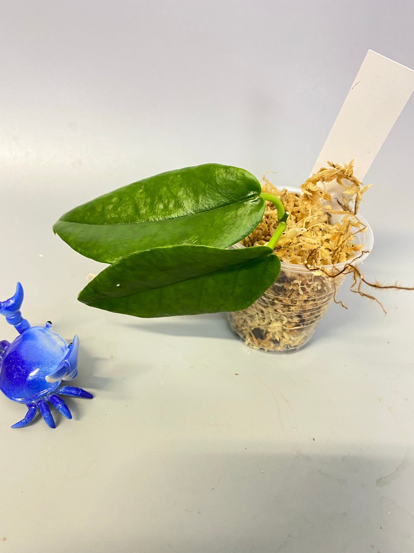 Hoya Archboldiana - Unrooted