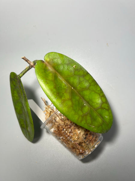 Hoya piestolepis- Unrooted