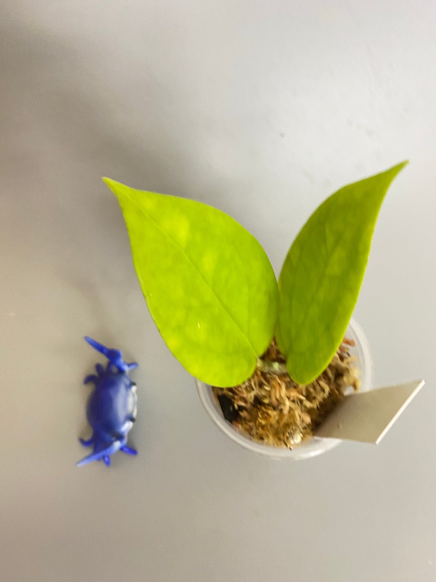 Hoya surisa (nicholsoniae x cv golden eye) - unrooted