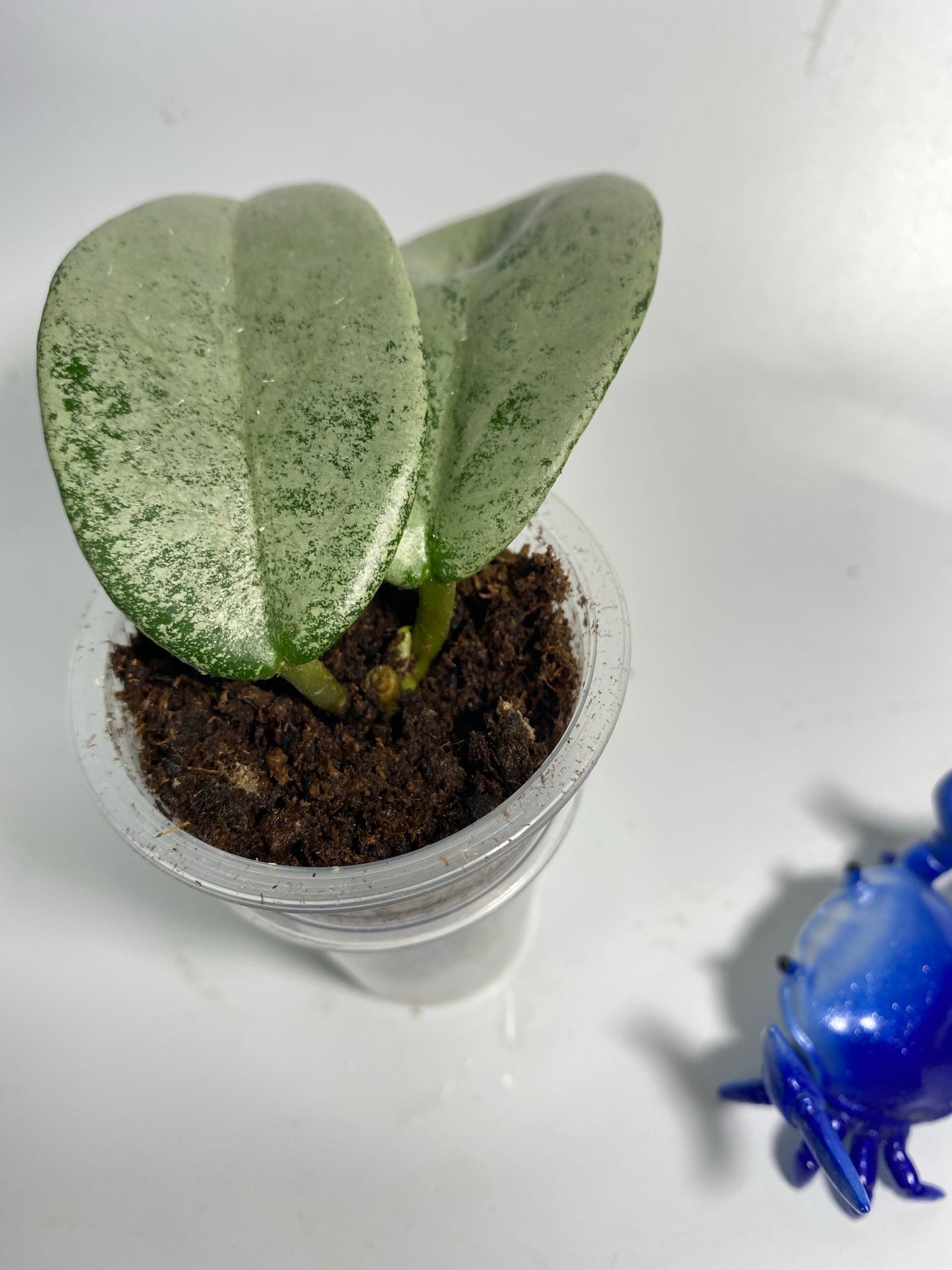 Hoya nova ghost - has some roots