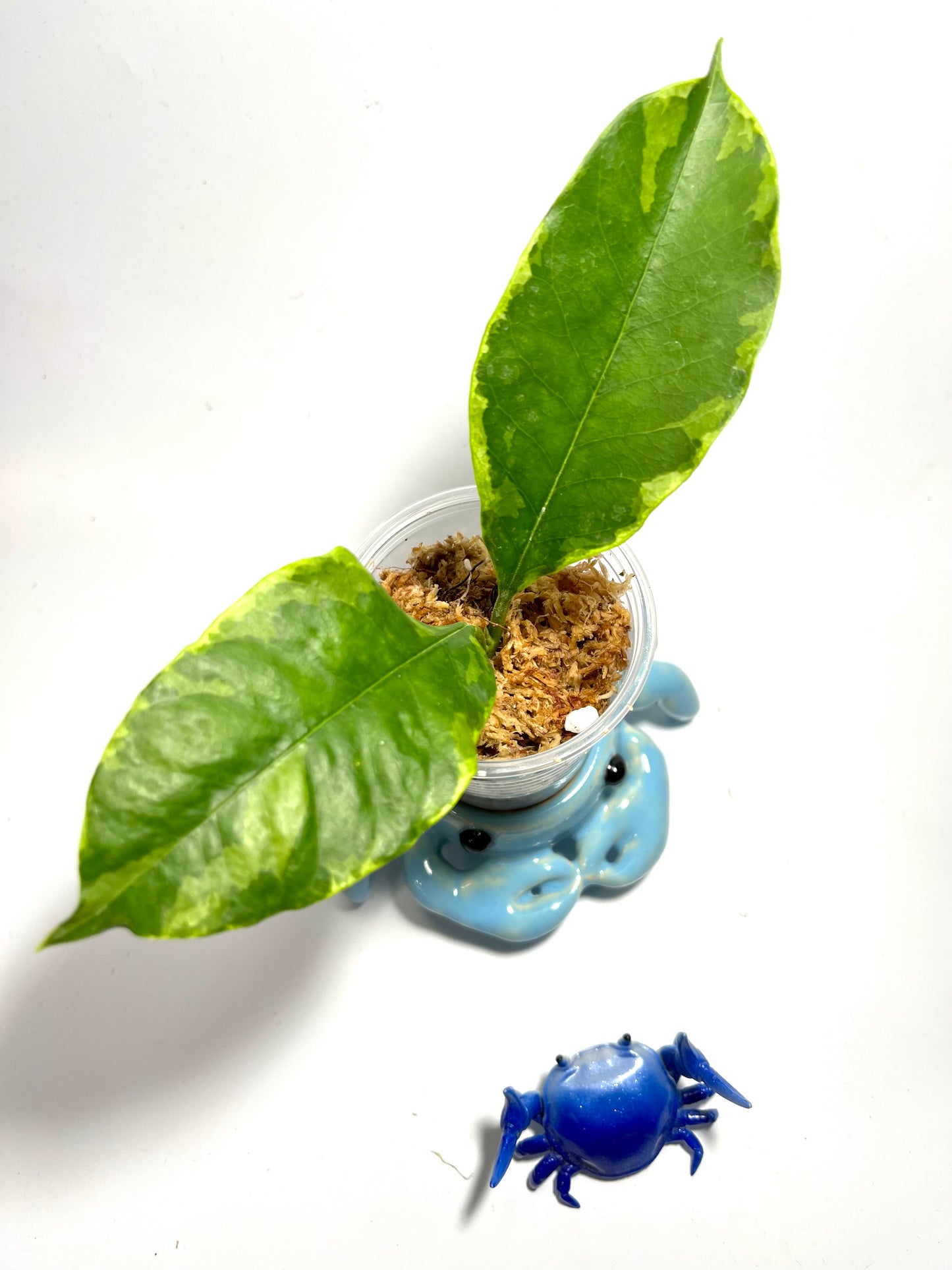 Hoya multiflora albo - Unrooted