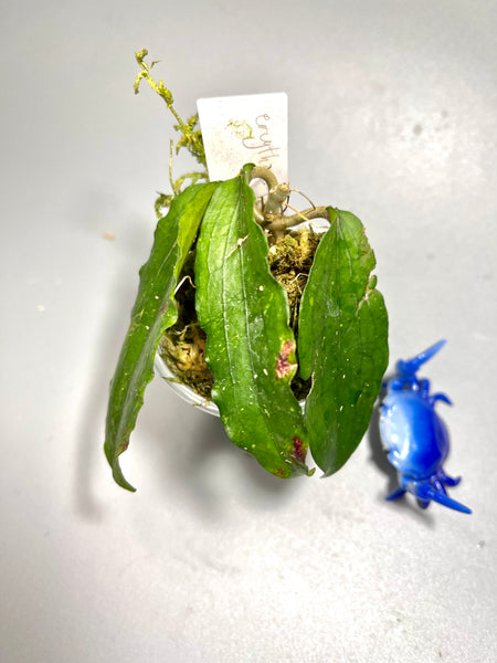 Hoya erythrina - has leaf damage - has some roots