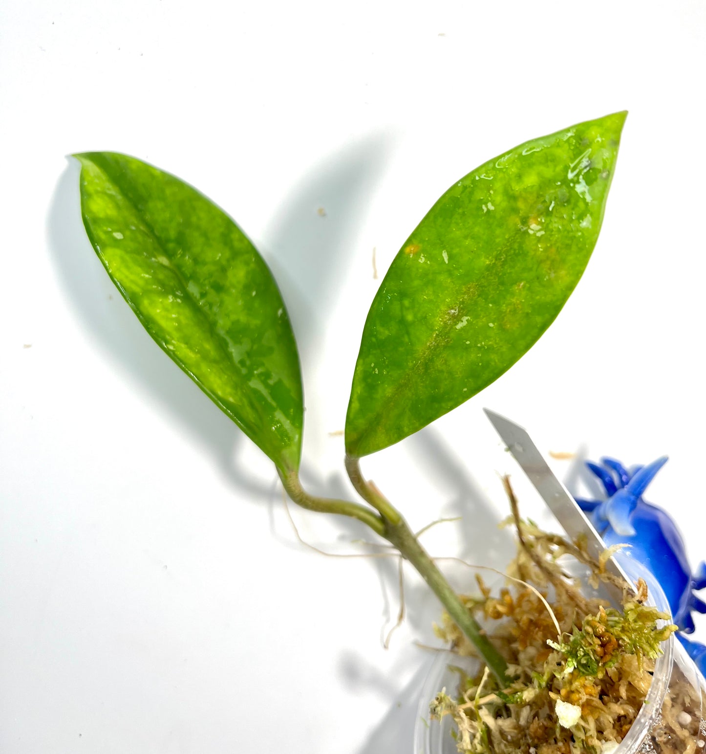 Free addon - Hoya AH-074 - starting to root