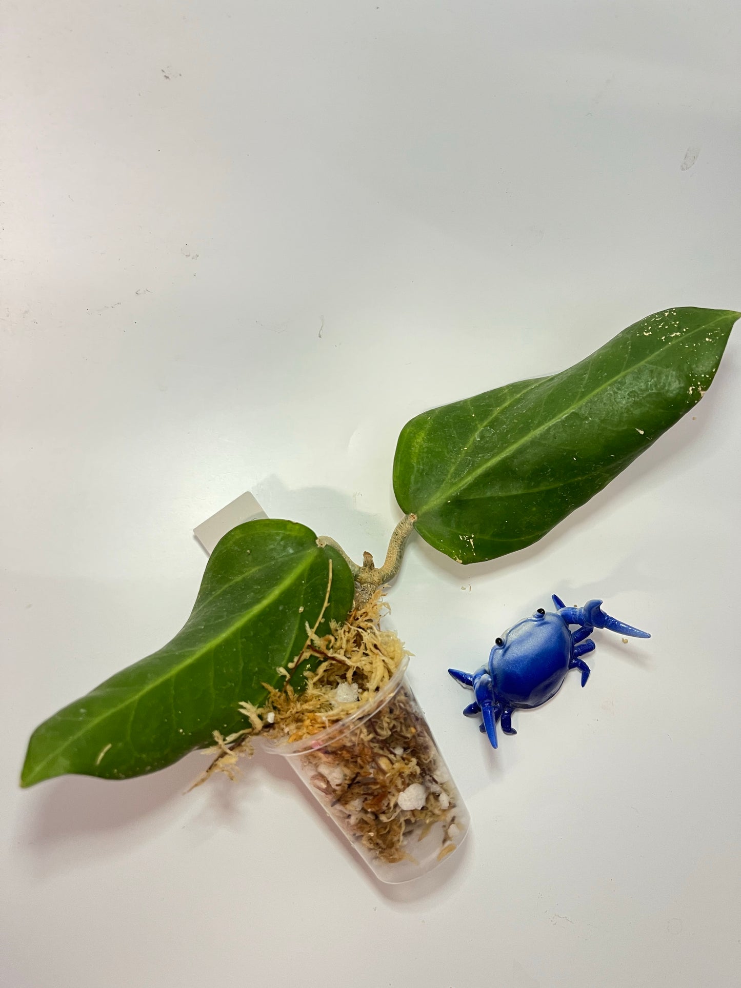 Hoya chuniana - Unrooted