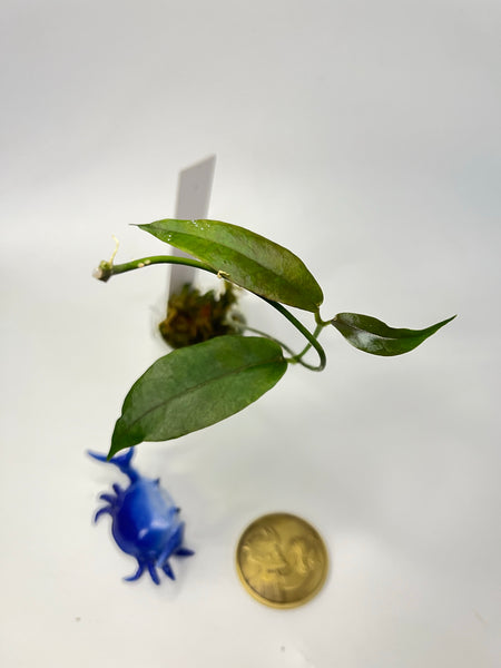 Hoya kaimuki (H macgillivrayi X H archboldiana) - has some roots