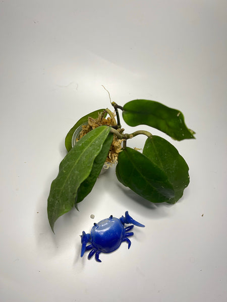 Hoya patricia - Darwinii x Elliptica - Unrooted