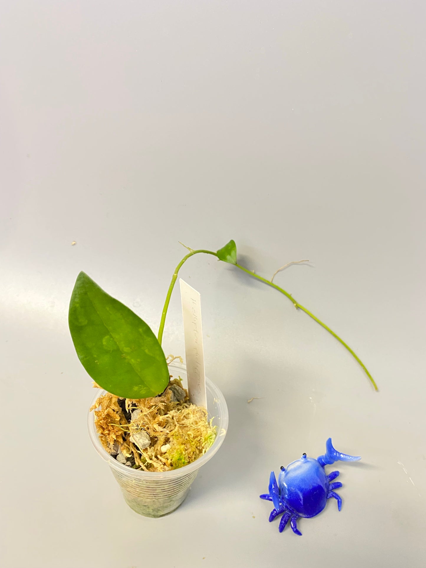 Hoya elliptica Philippines - Unrooted