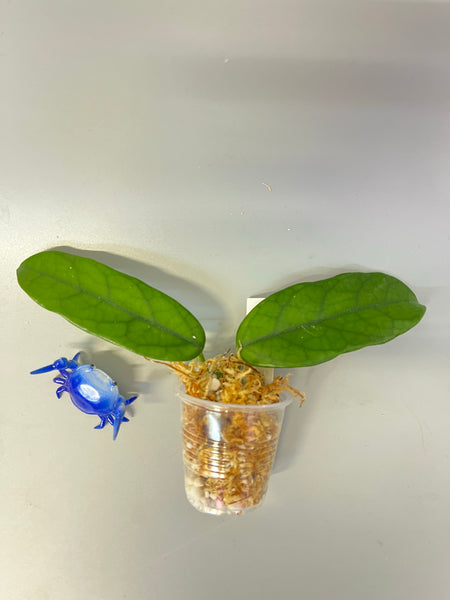 Hoya globulosa - Unrooted