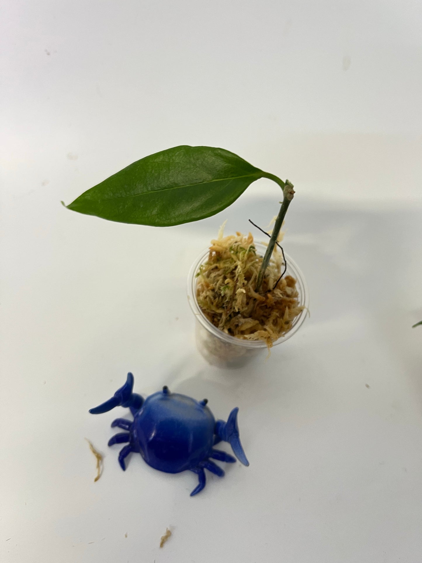 Free addon - Hoya buotii sunrise - Unrooted