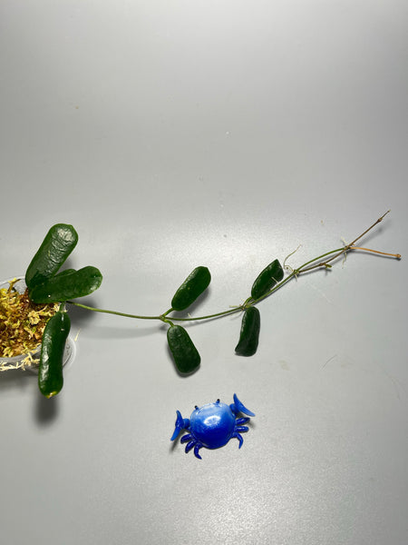Hoya rotundiflora - active growth