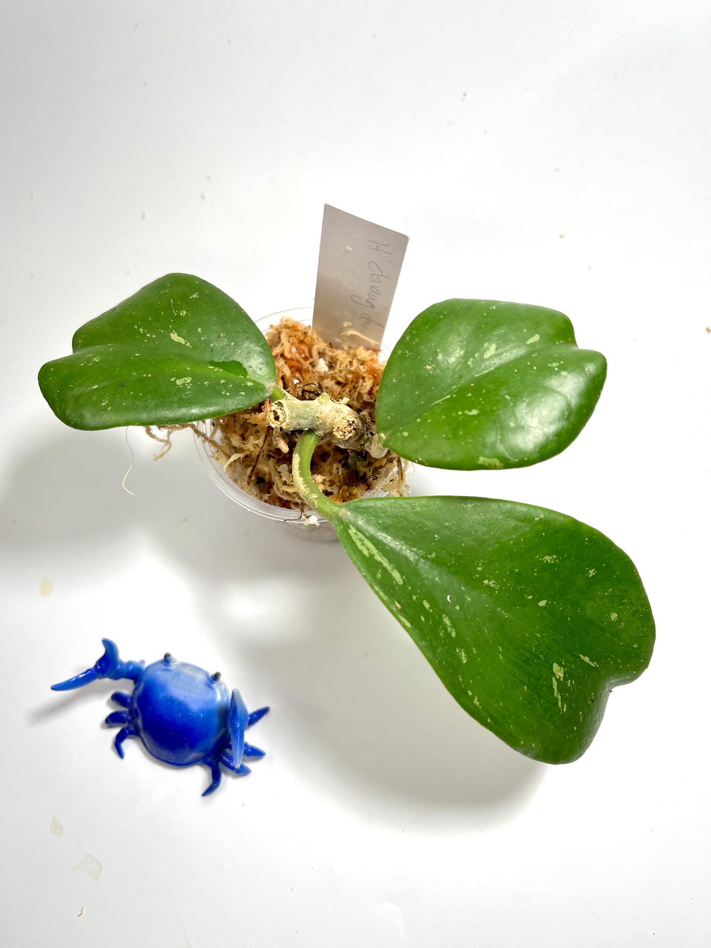 Hoya sp Chiang dao - Unrooted