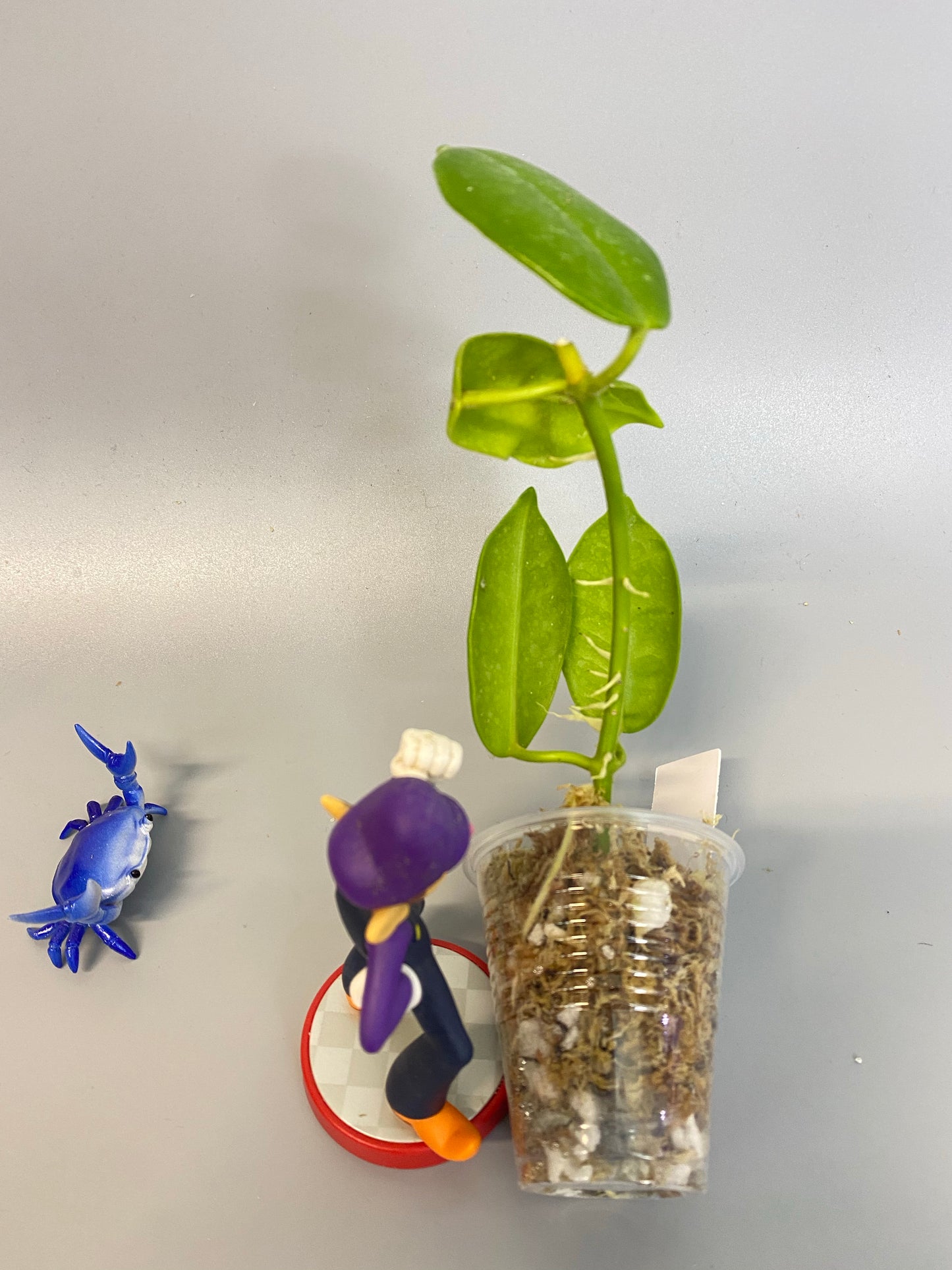 Hoya cv optimistic - has roots