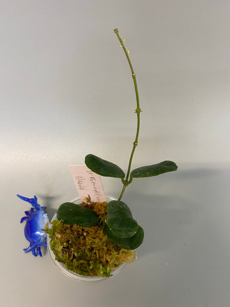 Hoya rotundiflora - rooted