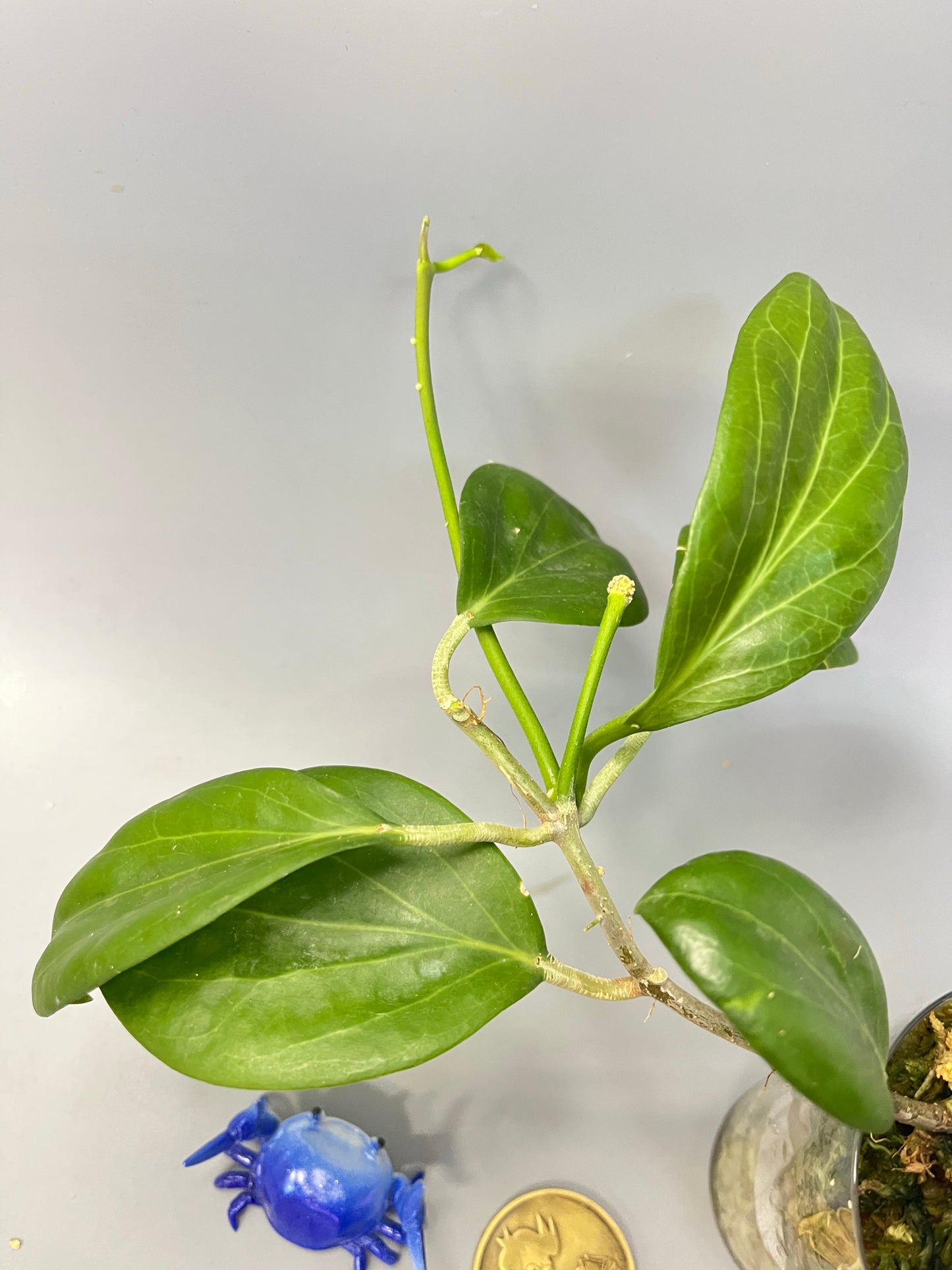 Hoya Hellwigiana - active growth with a peduncle