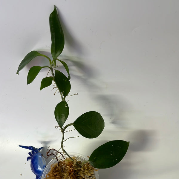 Hoya limoniaca  - has some roots