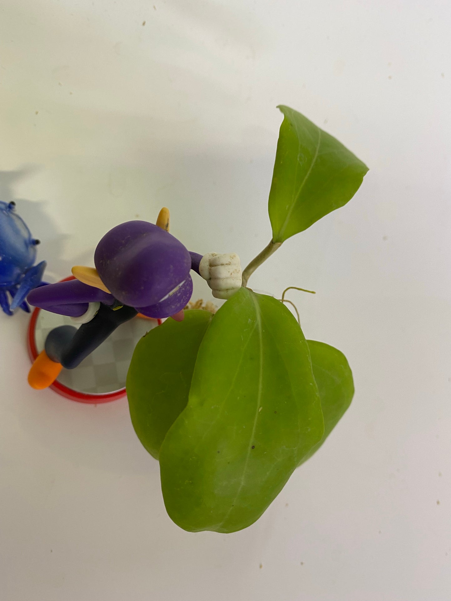 Hoya sp rangsan / rangsam 01 - unrooted