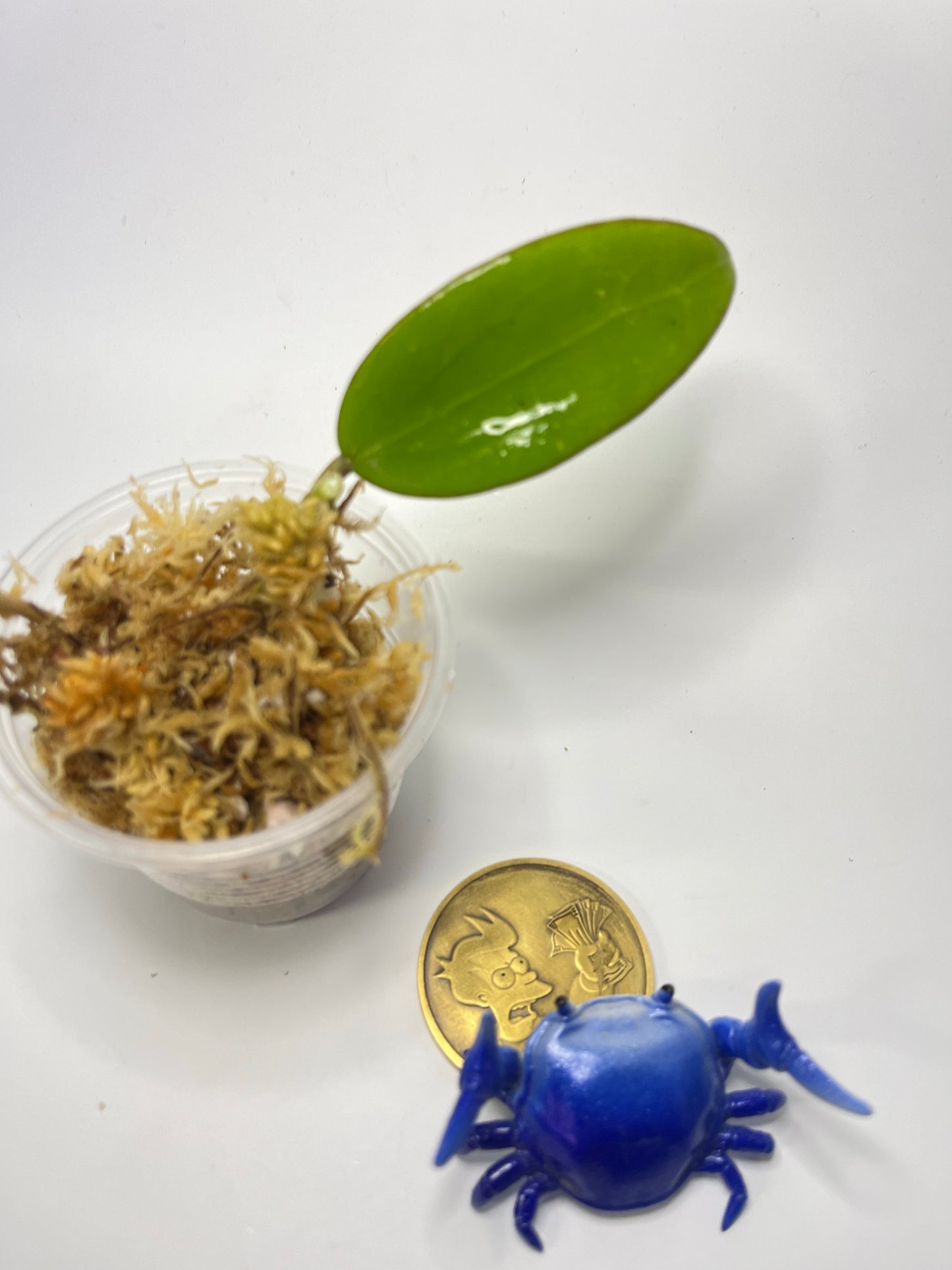 Hoya sp hai phong / Haiphong - unrooted