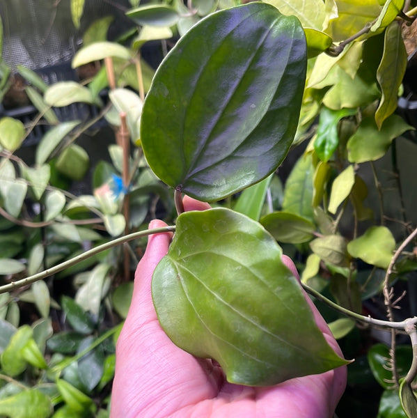 Hoya Rigida Vietnam - fresh cut 1 node - unrooted