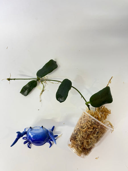 Hoya rotundiflora - Unrooted