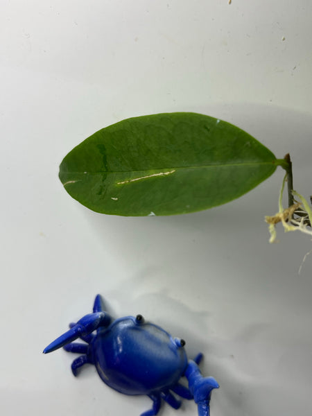 Hoya sp aff evelinae - fresh cut 1 node/1 leaf