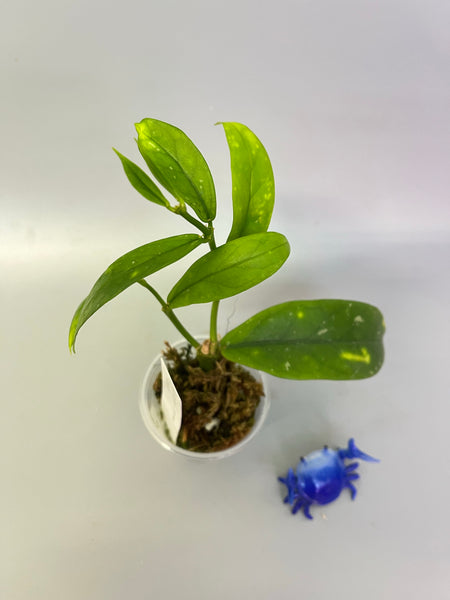 Hoya lobbii orange - active growth