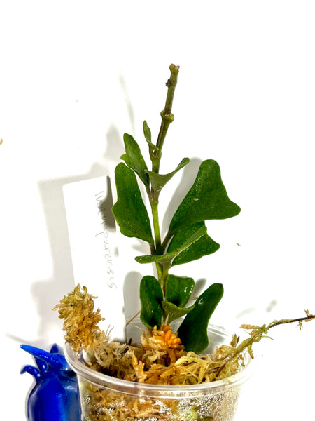 Hoya manipurensis - Unrooted