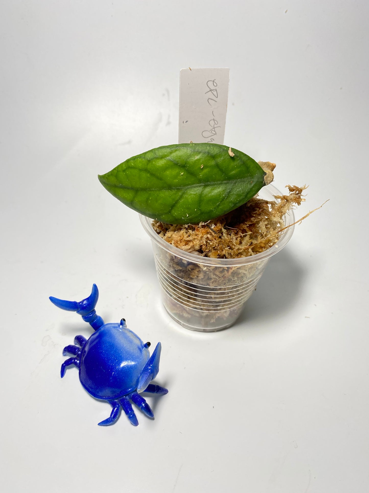 Hoya epc - etga - starting to root