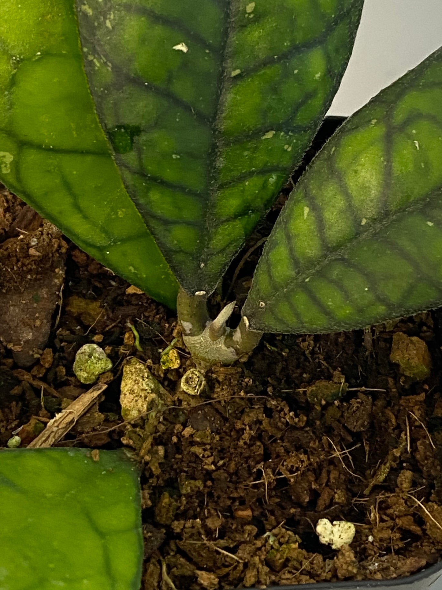 Hoya finlaysonii round leaf - active growth