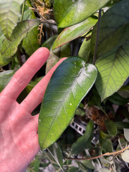 Hoya sp tam Dao- fresh cut 1 node / 1 leaf - Unrooted