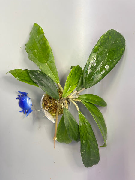 Hoya ranauensis - active growth