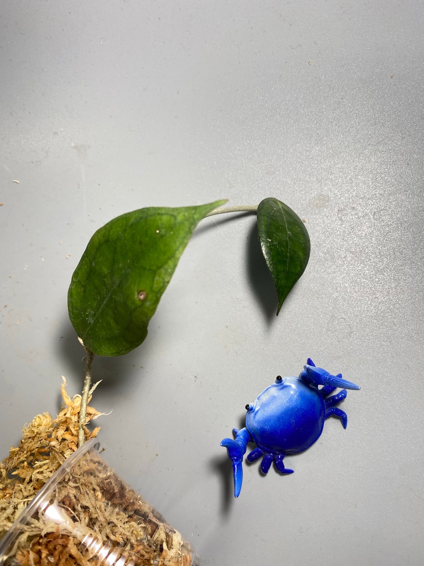 Hoya tequila sunrise - unrooted