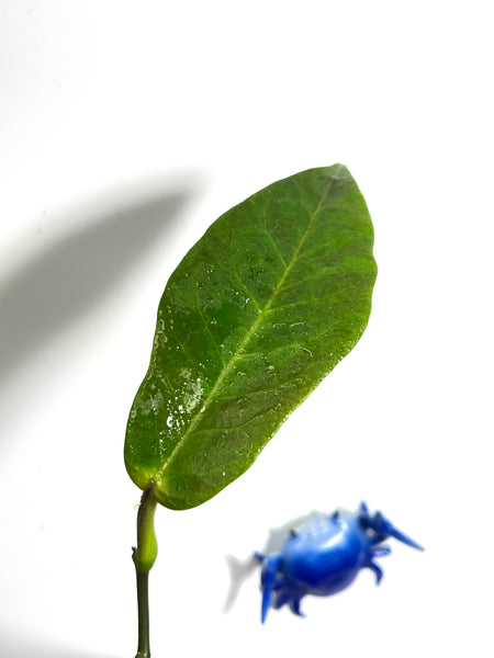 Hoya trigonobolus - unrooted
