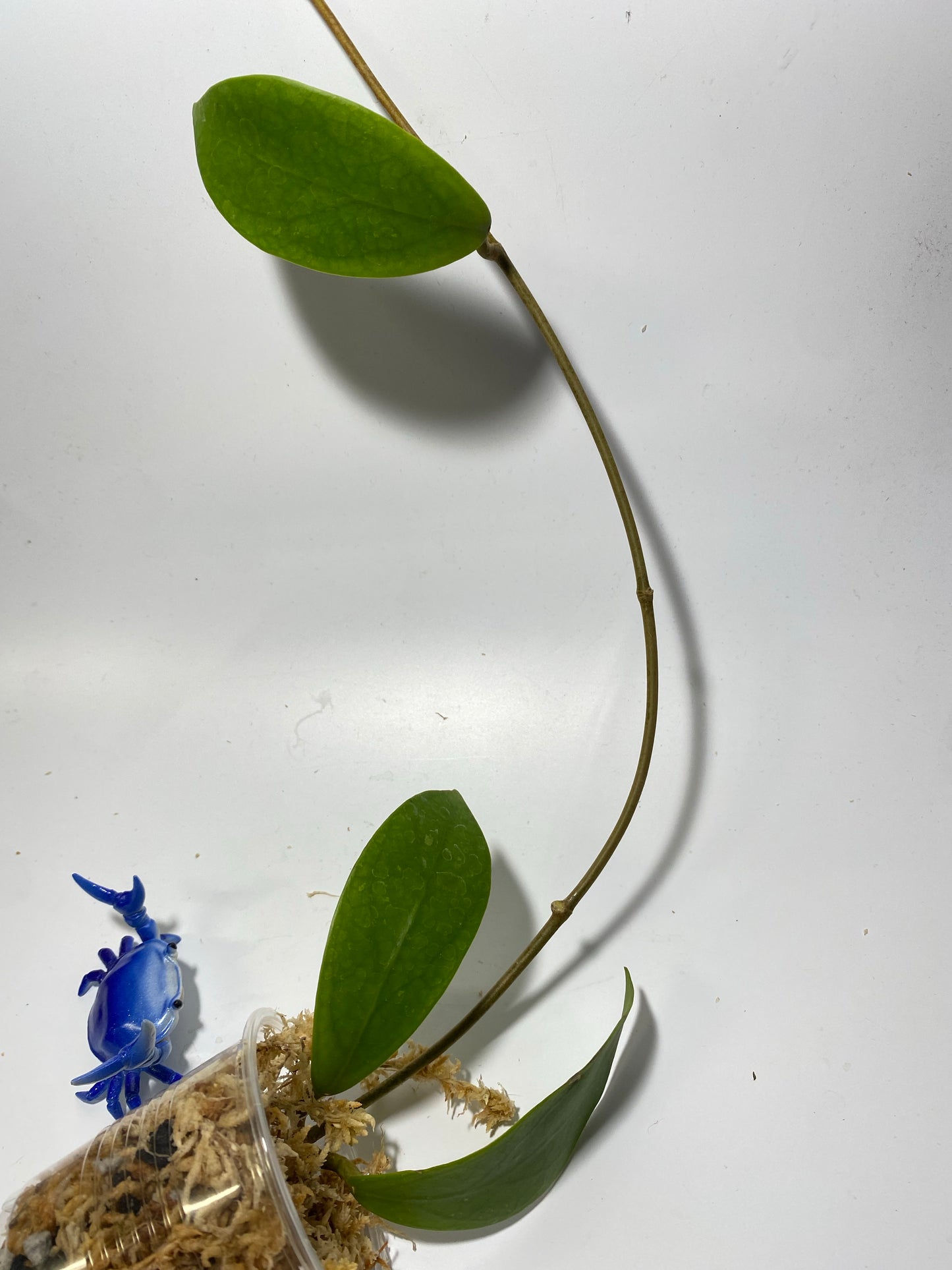 Hoya elmeri - Unrooted