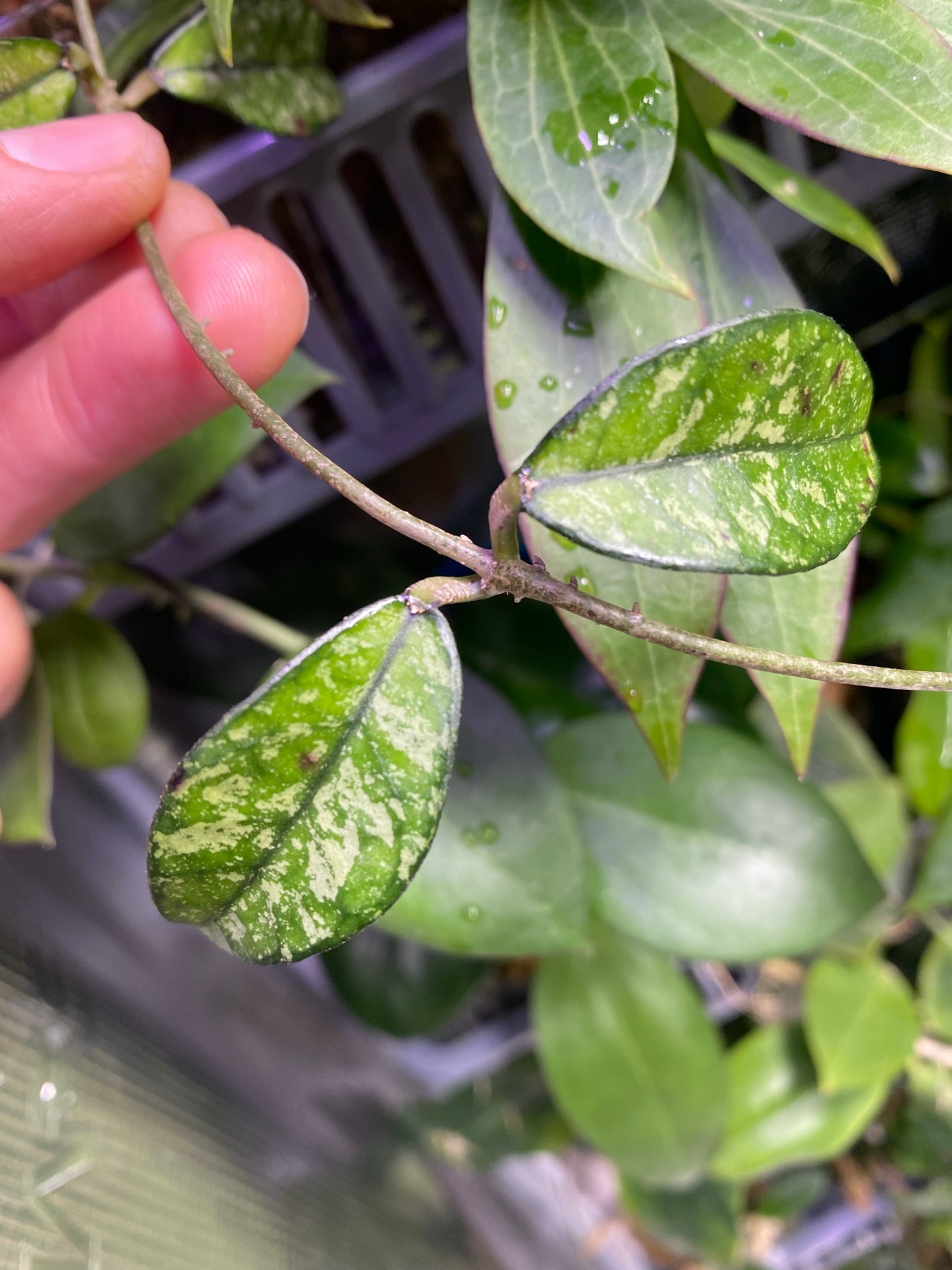 Hoya crassipetiolata splash - fresh cutting Unrooted