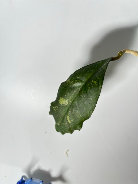 Hoya EPC 1001 (finlaysonii x meredithii) - fresh cut 2 nodes / 1 leaf - Unrooted