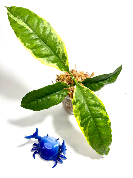 Hoya multiflora albo - Unrooted