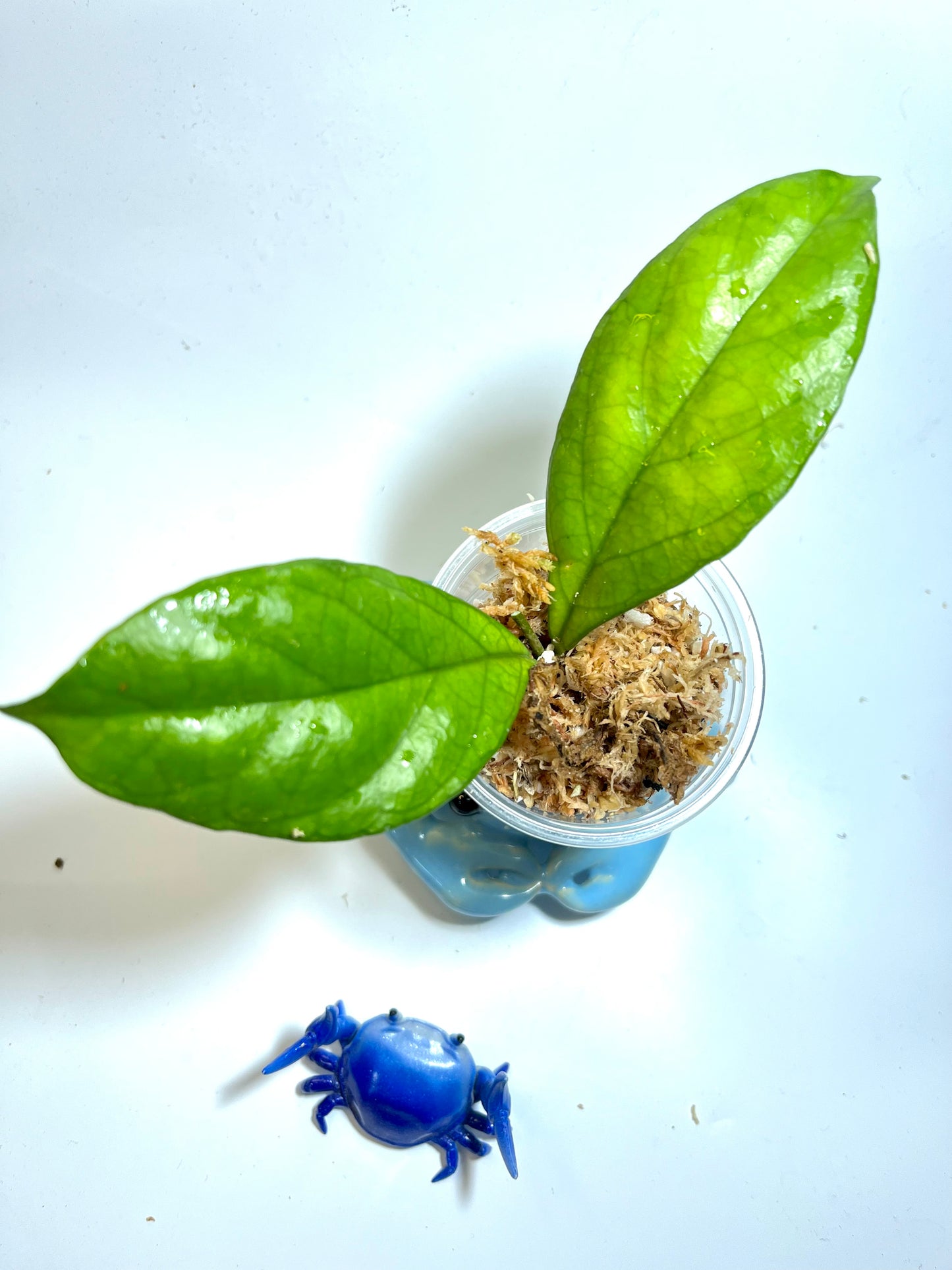 Hoya sp ut217 from vietnam- unrooted